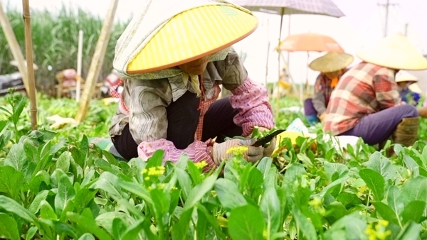 工人正在抢时节收割菜心。蒙钊钧摄