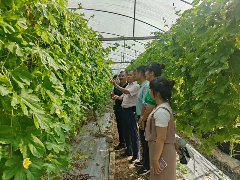 学员参观现代农业示范点苦瓜种植基地。刘雪梅摄