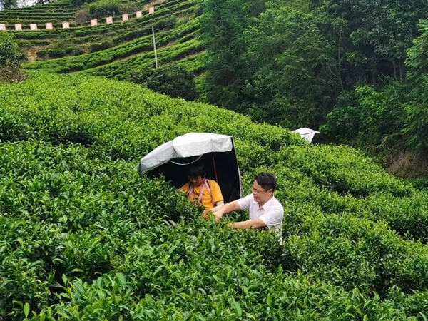 茶叶的用法_茶叶的功效作用_注意事项