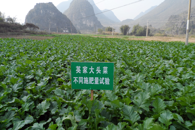 英家大头菜产业示范区