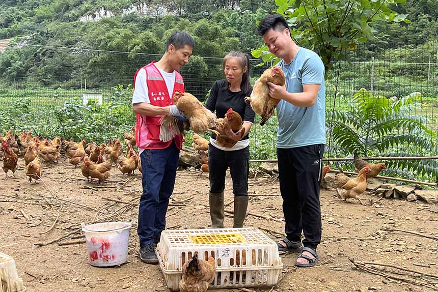 第一书记与养殖户、直营店负责人在查看新出栏的里当鸡。广西医科大学附属肿瘤医院供图