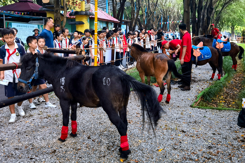 德保县矮马萌宠乐园（南宁市动物园分园）开园，吸引不少市民前来观赏。洪思摄