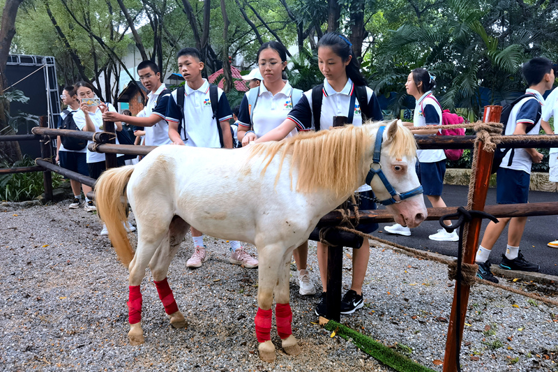德保县矮马萌宠乐园（南宁市动物园分园）开园，吸引不少学生前来观赏。洪思摄