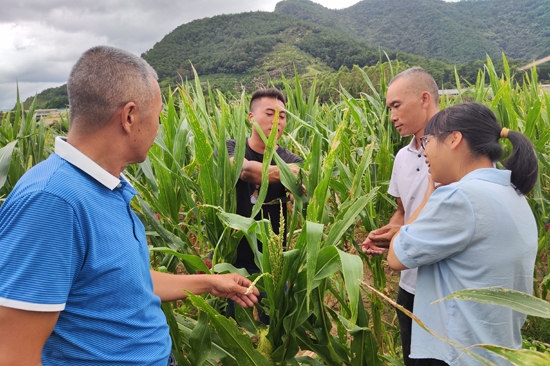永福县广福乡“田长”实地查看耕地内玉米的种植情况。永福县广福乡人民政府供图
