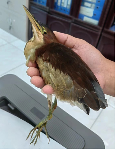 被获救的紫背苇鳽。田林县林业局供图