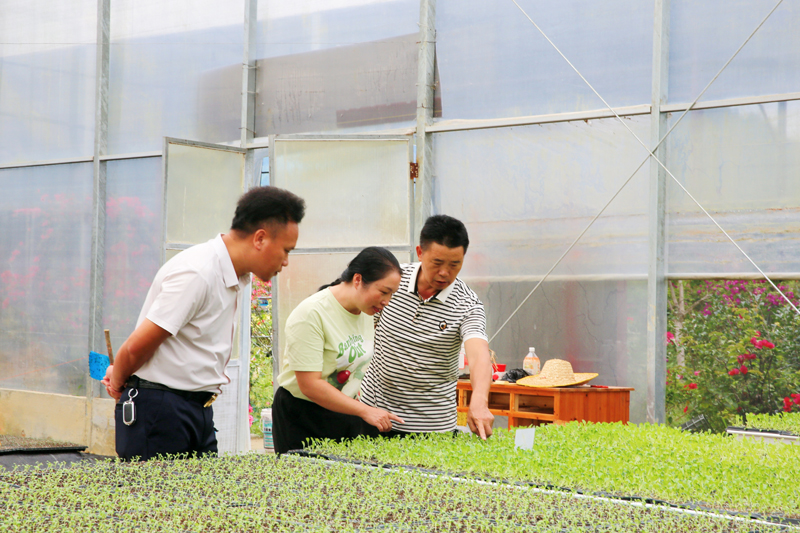图为陈洪阳（左）与农业技术人员查看菜苗种植情况。兰世兵摄