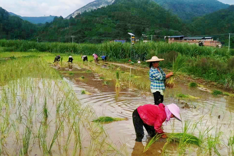 圖為工人煙后種植水稻。覃興福攝