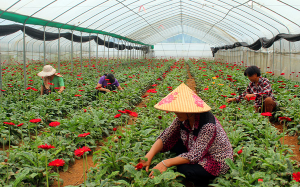 靖西市渠洋镇怀书花卉基地吸收脱贫户务工就业。靖西市委宣传部供图