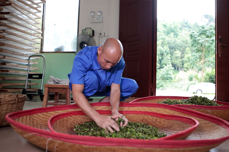 農成在制茶。陳淵文攝