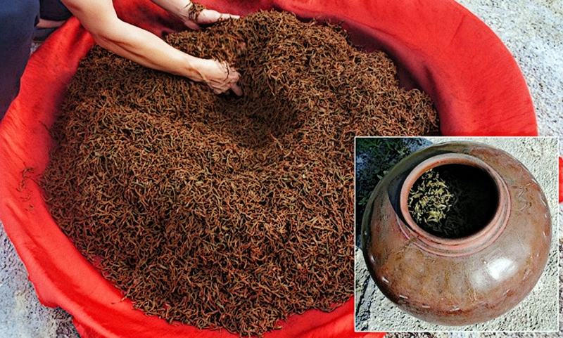 后山茶獨特的發酵——陶缸發酵技藝。農毅攝