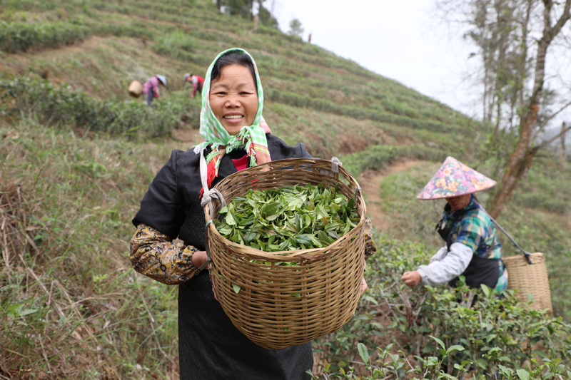 農戶採后山茶。梁嚴勻攝