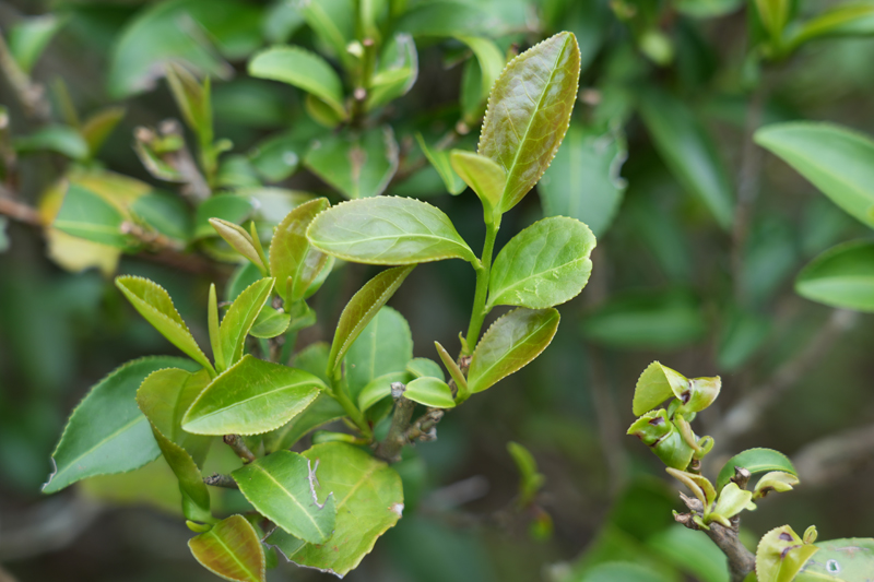 后山茶葉芽。周星辰攝