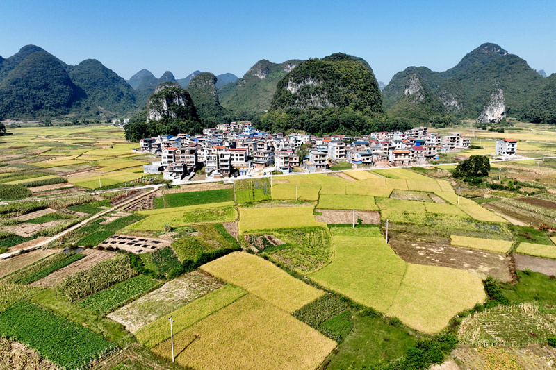 秋日田园“丰”景图
