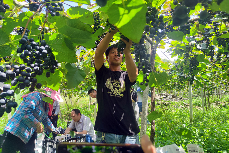 图为村民自行采摘葡萄。覃春娥摄