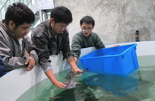 紅水河珍稀魚類保育中心工作人員在對國家二級保護動物斑鳠進行救護