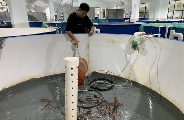 紅水河珍稀魚類保育中心工作人員在對珠江特有魚類珍稀卷口魚進行保育