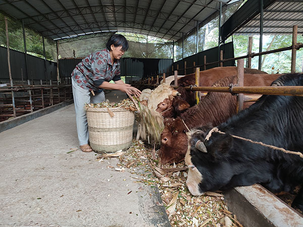 图二是东庙乡安宁村群众在庭院饲养西门达尔牛。唐佳佳摄