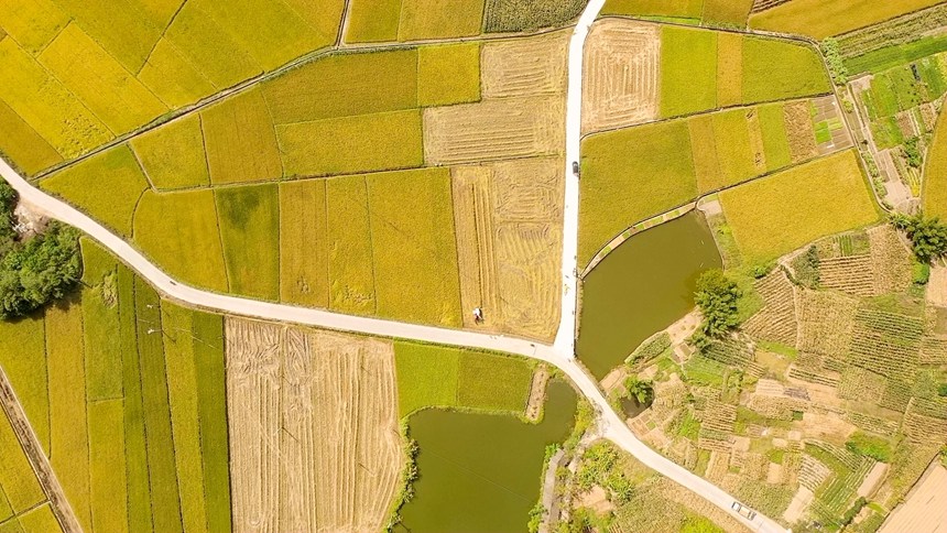 村庄道路与稻田。张文凯摄