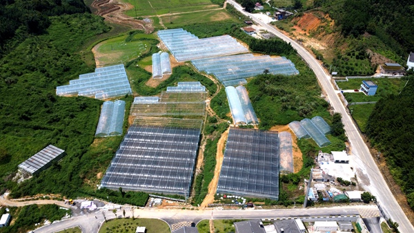 品知润公司在建设施蔬菜基地全景。百色市农业农村局供图