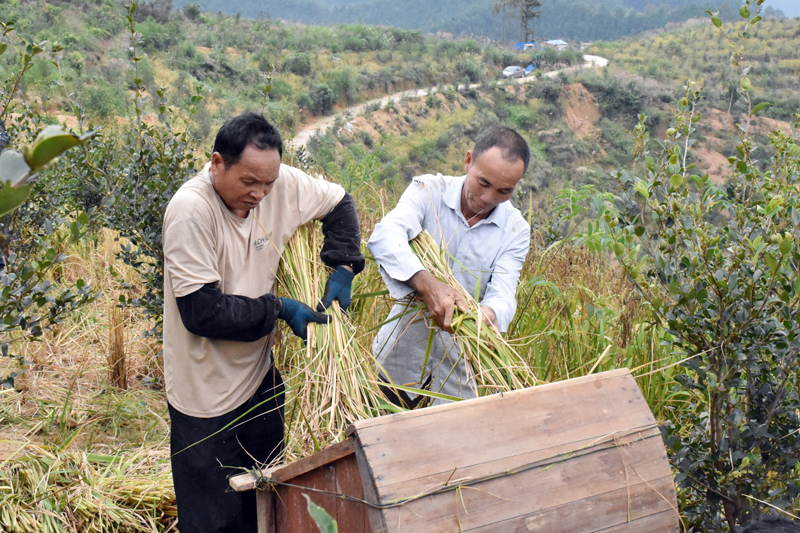 种植基地农户忙着收割成熟稻谷