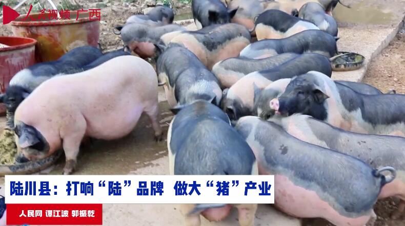 陸川縣：打響“陸”品牌 做大“豬”產業