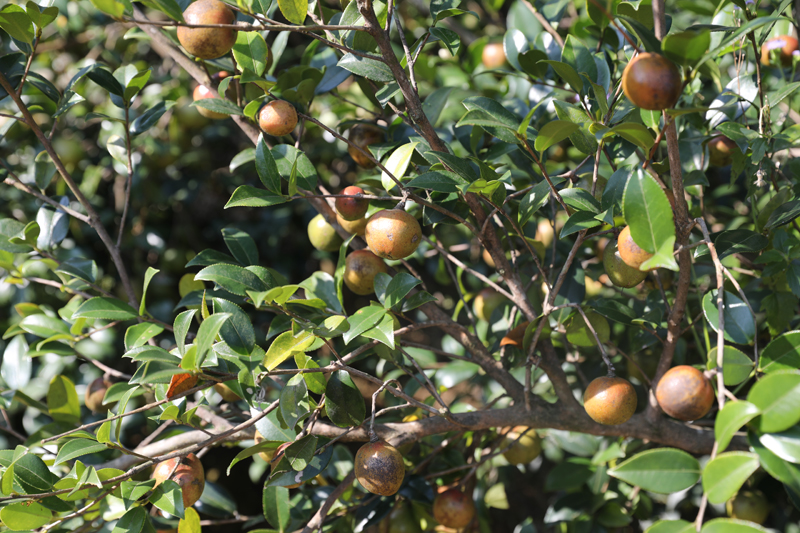 “黃金果”油茶綴滿枝頭