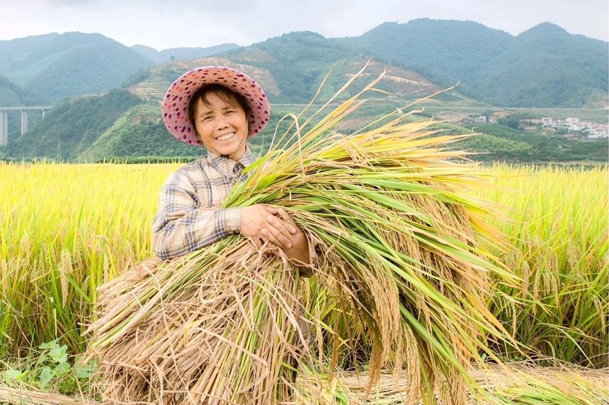 村民抱着沉甸甸的稻穗喜笑颜开。李世华摄