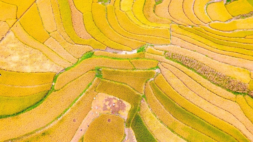 稻田美景。李世华摄