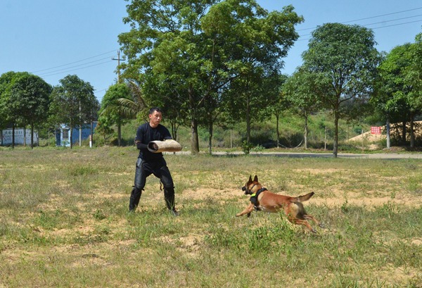 警犬队日常训练