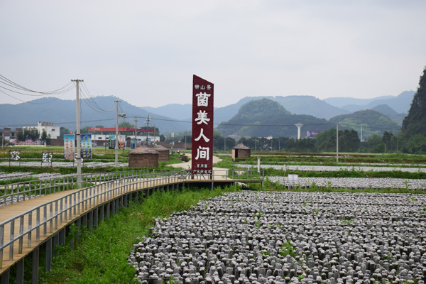 食用菌产业基地