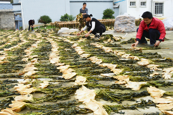 种植农户在基地晾晒大头菜