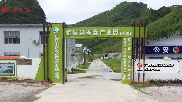 来宾忻城：科技为农业赋能 桑蚕产业转型