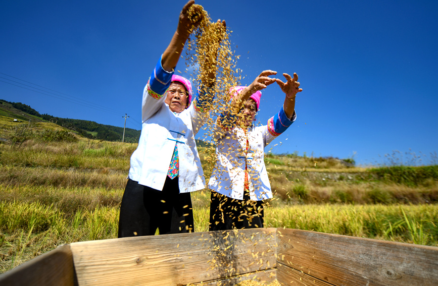 村民在梯田上收获水稻。潘志祥摄