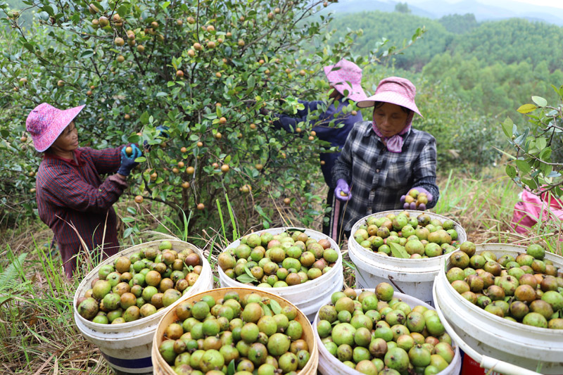 村民正在采摘油茶。