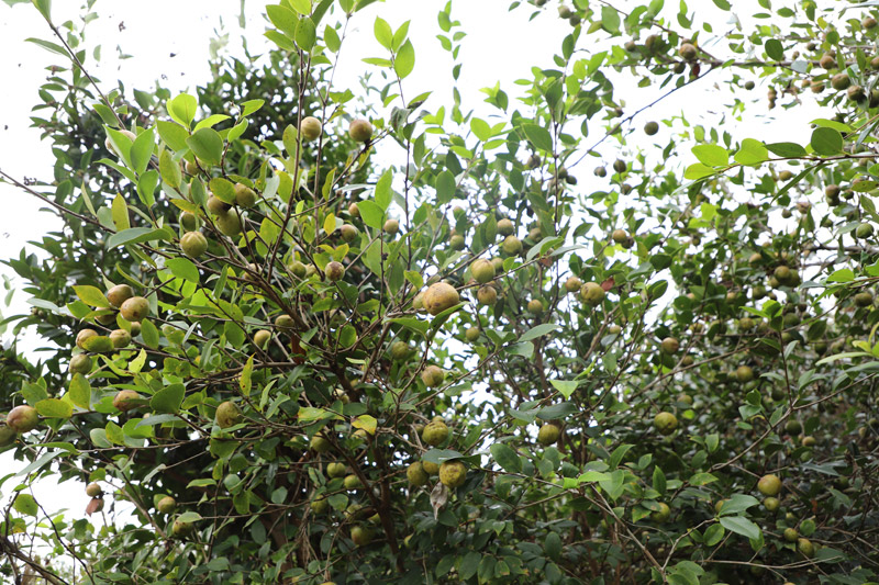 挂满枝头的油茶果。