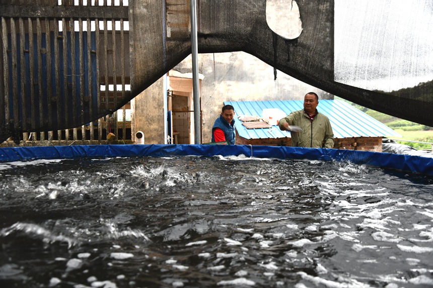 圖四、11月13日，廣西寧明縣亭亮鎮良品魚類養殖場場長廖良勇（右一）正在給鱸魚投喂飼料。 （周貽剛 攝）