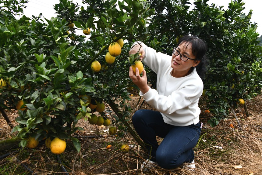 图七、11月13日，广西宁明县橙香果业专业合作社的柑橘基地里一名游客正在体验采摘脐橙的乐趣。（周贻刚 摄）