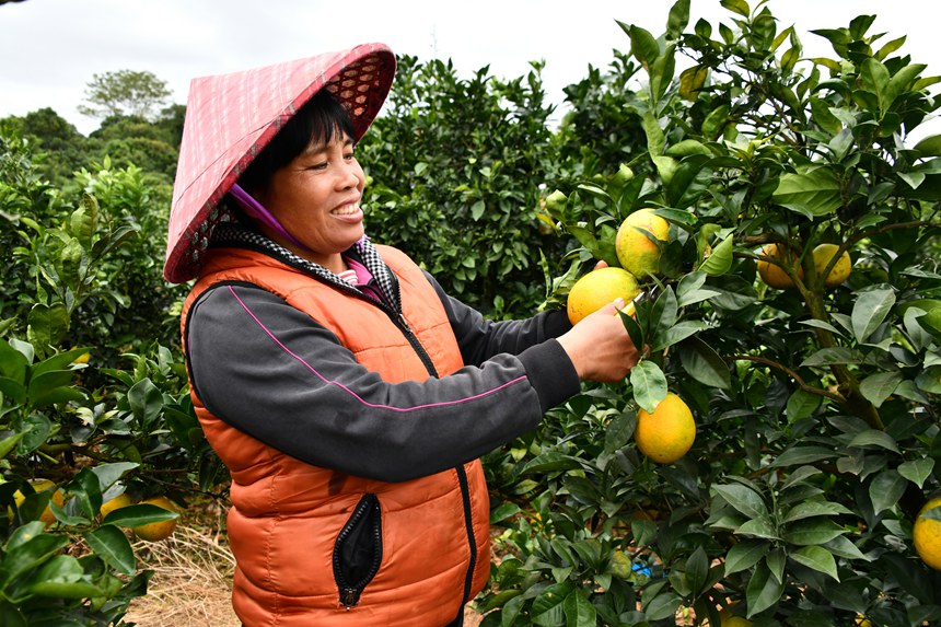 图二、11月13日，广西宁明县橙香果业专业合作社的员工正在柑橘基地采摘成熟的脐橙。（周贻刚 摄）