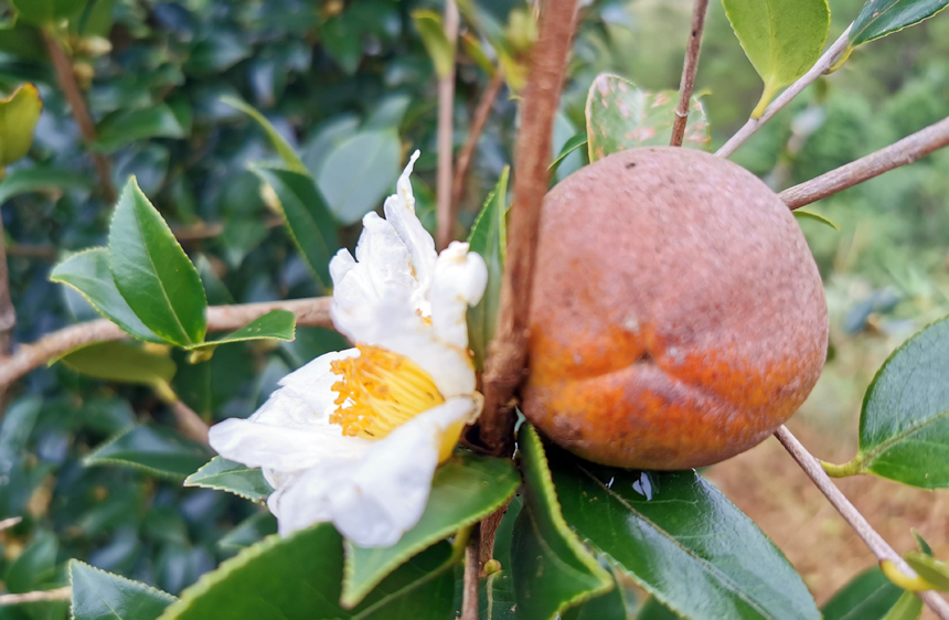油茶果和花