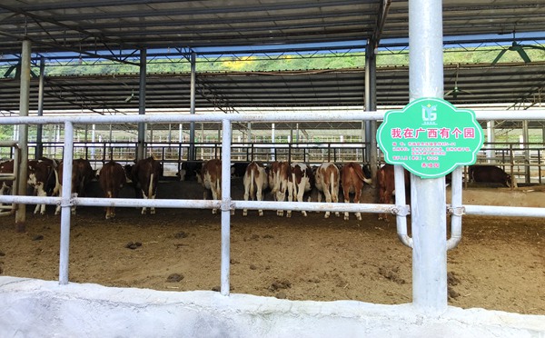 茂名市爱心单位认捐扩建的忻城县思练镇里伴村肉牛养殖园