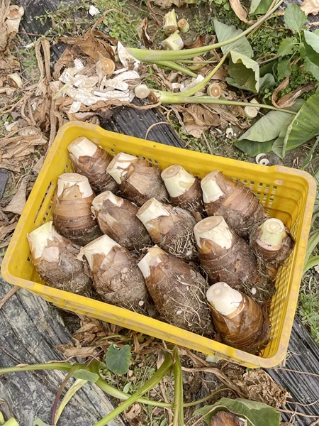 芋头丰收。黎俊摄