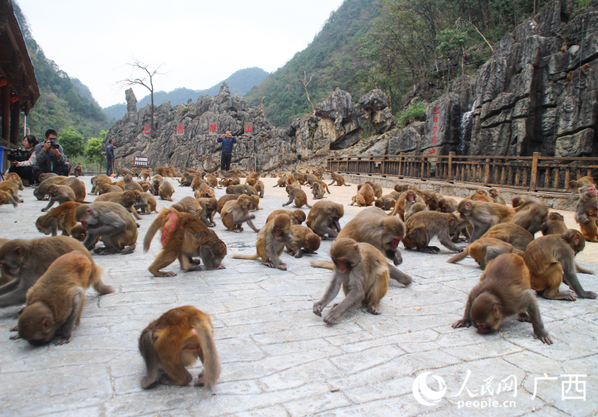 獼猴成群結隊下山覓食。人民網 何寧攝