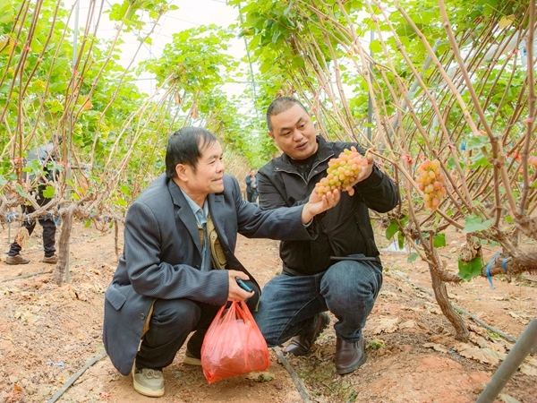 培训班学员在兴仁市潘家庄镇弥勒屯村葡萄园考察学习 李世华摄.jpg