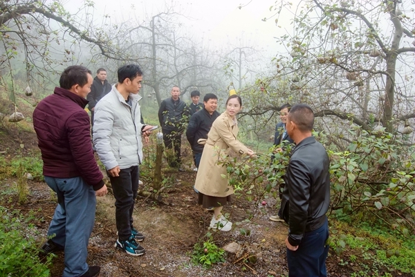 培训班学员在兴义市云亮苹果种植园考察学习 李世华摄.jpg