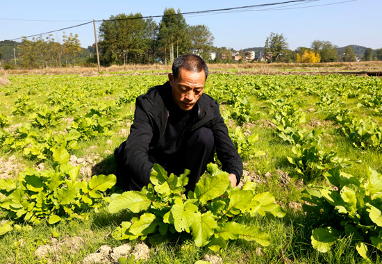 灌阳县水车镇三皇村弃贫农场负责人蒋民发在观察雪萝卜生长情况。