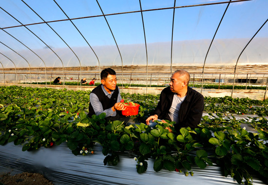 灌阳县启创果蔬种植家庭农场负责人蒋喜军（左）与农技人员交流。