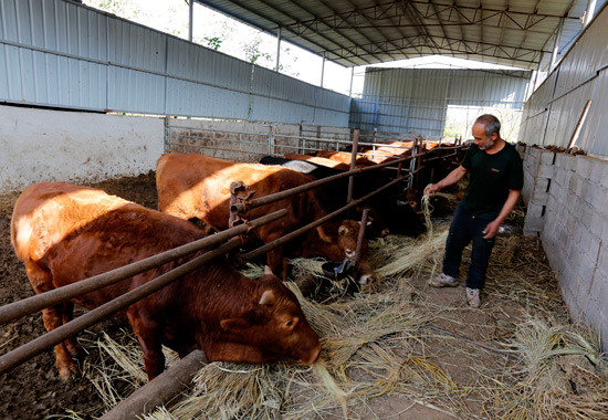 灌阳县小家碧玉家庭农场负责人唐华荣在喂牛。