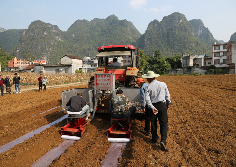 与会人员在保安乡古良村糖料蔗种植基地观摩都安湘桂公司进行甘蔗机械化种植示范作业。黄润生摄
