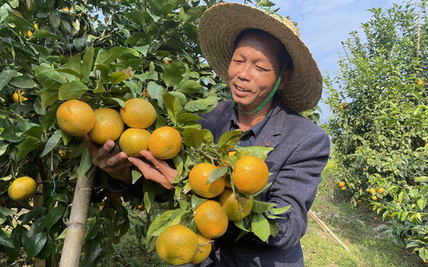農技推廣專家趙錦科正在祿峒水果基地察看柑橘成熟情況。