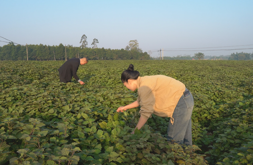 马岭镇广藿香种植基地。吴彩冰摄
